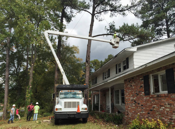 Best Stump Grinding and Removal  in Rutherford College, NC