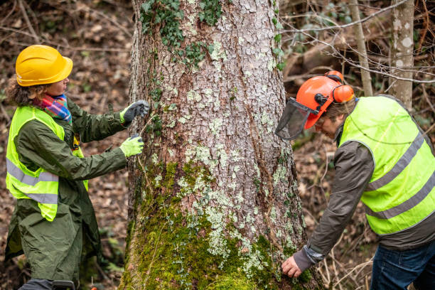 Trusted Rutherford College, NC Tree Removal Services Experts