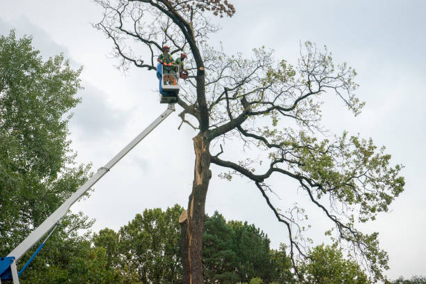 Best Storm Damage Tree Cleanup  in Rutherford College, NC